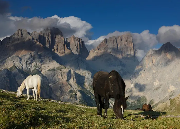 호텔 Bellevue 까나제이